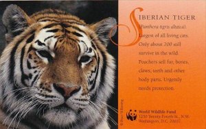 Siberian Tiger World Wildlife Fund Warning