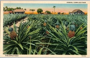 Pineapple Field Havana Cuba Postcard