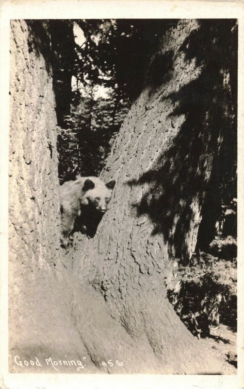 1908 Bear in Tree RPPC Real Photo Patterson Photograph Postcard 2R3-248