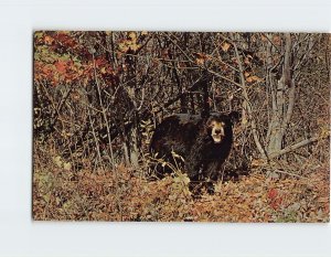 Postcard Black Bear