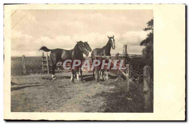 Vintage Postcard Horse Equestrian sports HorsemanshipÂ 