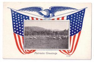 Patriotic Greetings Eagle Flags Sheep Vintage Postcard      