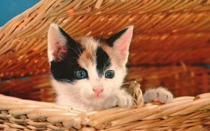 Black And White Little Pussy Cat Inside The Basket Cute Pet Cat Vintage Postcard