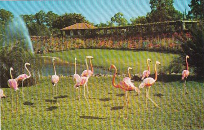 Florida Miami Flamingos Parrot Jungle Red Road