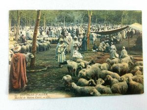 Vintage Postcard Envirgons D'Alger Marche de Maison Carre Sheep Herd