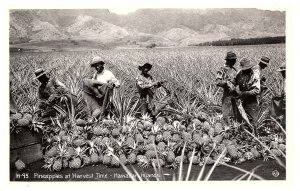 RPPC Postcard Picking Pineapples at Harvest Time Kodak Hawaii 1950s