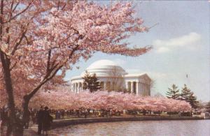 Jefferson Memorial With Cherry Blossoms Washington DC