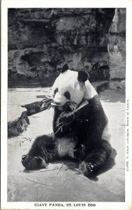 Vtg 1940s St Louis Zoo Giant Panda Pao Pei Missouri MO Postcard