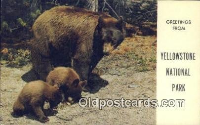 Yellowstone National Park Bear writing on back writing on back