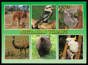 Australian Wildlife