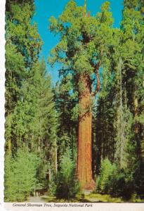 California Sequoia National Park General Sherman Tree