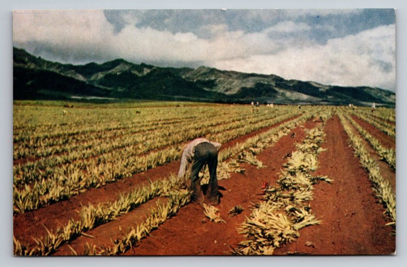 Planting Pineapples In Hawaii Vintage Postcard