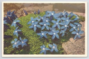 Flowers~Edition Stehli~Blue Bavarian Gentian~Vintage Postcard