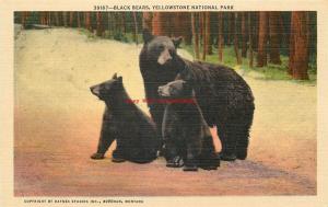 WY, Yellowstone National Park, Wyoming, Black Bears, Curteich