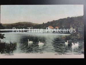 Wiltshire SHEARWATER near Warminster c1904 (PM) WARMINSTER by R. Wilkinson & Co