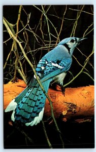 The BLUE JAY ~ Beautiful PICNIC PEST ~ 1960 Nature Press Bird  Postcard