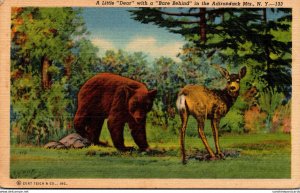 Bears A Little Dear With A Bare Behind In The Adirondack Mountains New York C...