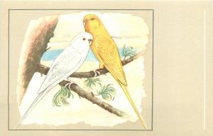 Albino and Lutino budgerigars birds postcard