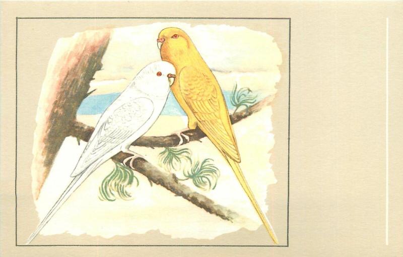 Albino and Lutino budgerigars birds postcard