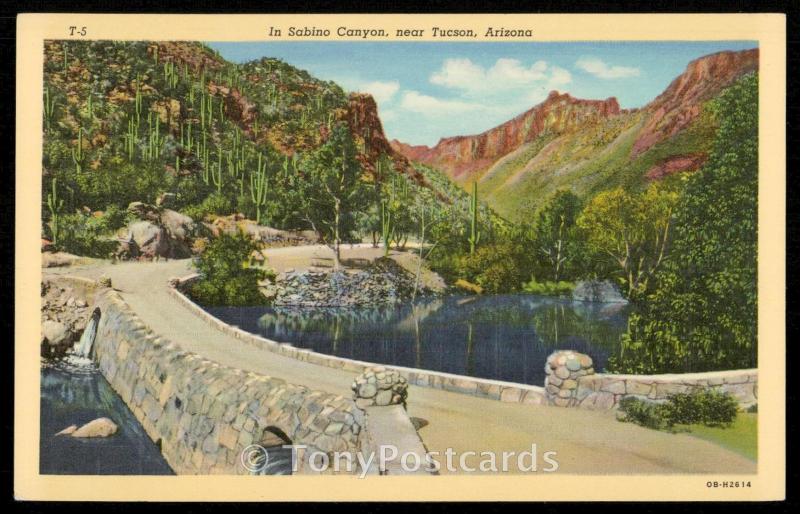 In Sabino Canyon, near Tucson, Arizona