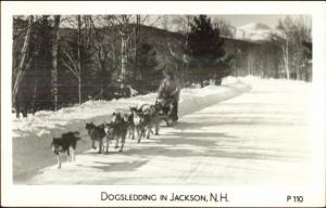 Husky Malamute Dogs Dogsledding Jackson NH Real Photo Postcard