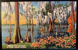 Vintage Postcard 1939 Cypress Trees & Knees, Cypress Gardens, Winter Haven, FL