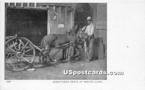 Donkeys - White Lake, New York NY  