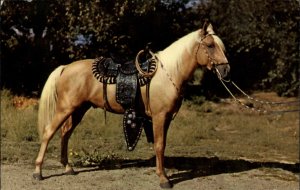 Beautiful Palomino Horse Leather Saddle Bridle Vintage Postcard