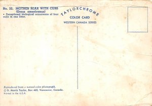 Mother Bear With Cubs, Ursus Americanus  