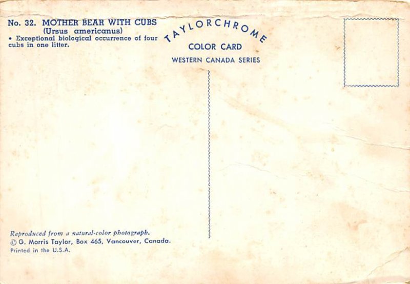 Mother Bear With Cubs, Ursus Americanus  