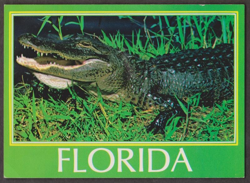 Huge Florida Aligator - 1960s Unused