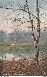 Silver Birches , 1909 ; TUCK 6602 ; #2