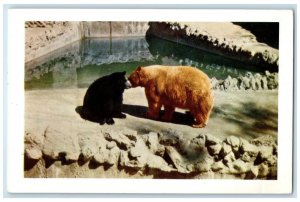 1950 Animal Color Series From The San Diego Zoo American Black Bears Postcard