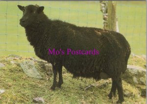 Animals Postcard - Black Welsh Mountain Sheep  RR20569