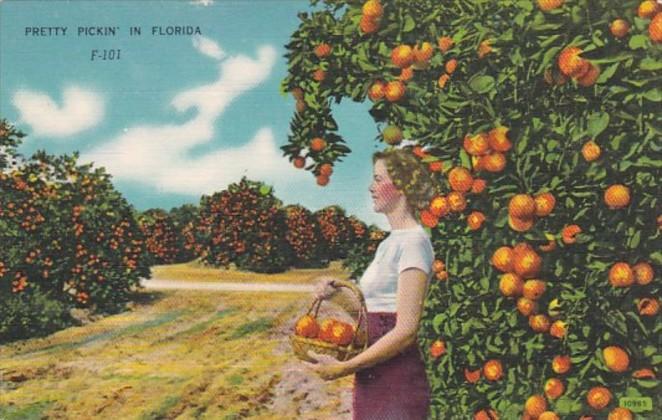 Pretty Pickin' In Florida Orange Grove