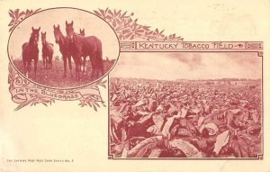 Kentucky Tobacco Field and Horses Vintage Postcard AA13807