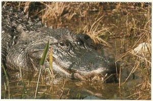 Alligator, Everglades National Park, Florida, 1986 Chrome Postcard