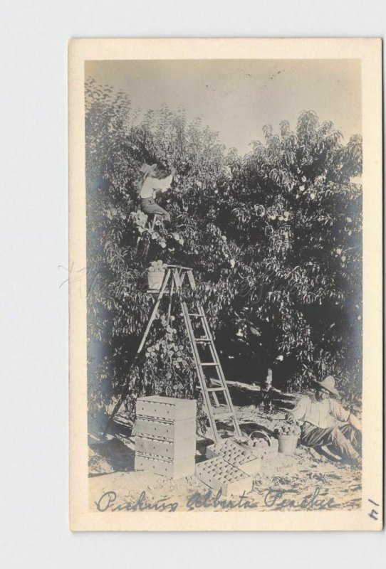 RPPC REAL PHOTO POSTCARD GEORGIA PICKING ALBERTA PEACHES WORKERS LADDERS CRATES 