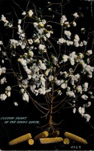 Cotton Plant Of The Sunny South 1913