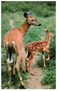 Deer , Doe and fawn