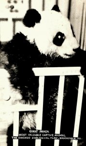 C.1949 Baby Giant Panda Chicago Zoological Park Bloomfield, IL Postcard P134