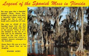 Legend of the Spanish Moss in Florida, USA  