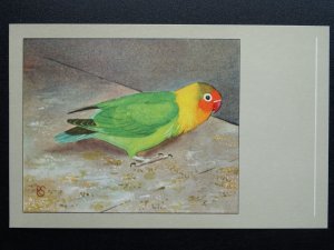 Bird Theme FISCHER'S LOVEBIRD c1950s Postcard by P. Sluis Series 5 No.57