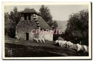 Old Postcard Argeles Notre Dame Castere Sheep