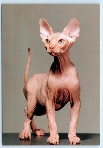 SPHYNX HAIRLESS CAT ~ Thomas Manneke 4x6 Amsterdam Postcard
