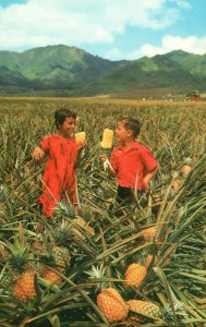 Hawaii HI, Field Ripe Pineapples for Del Monte, Canning Crop, Vintage Postcard