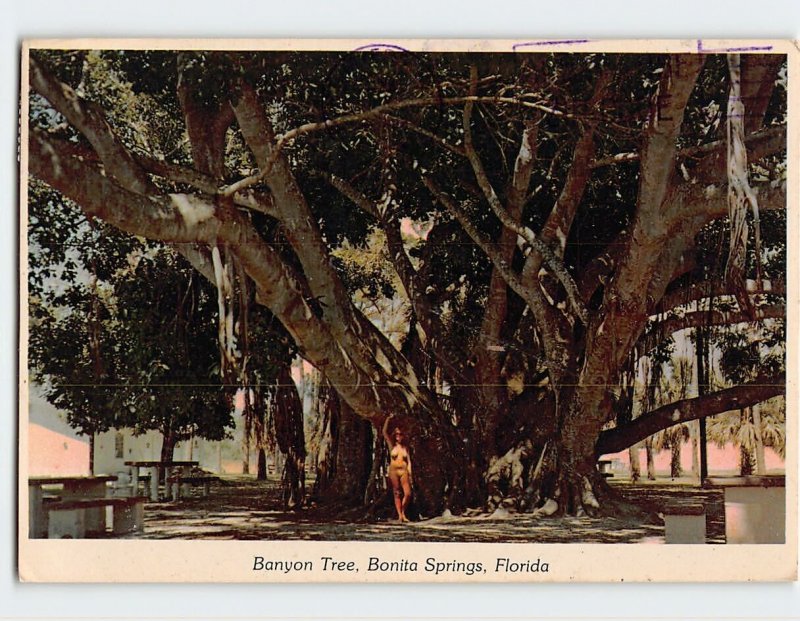 Postcard Banyon Tree, Bonita Springs, Florida