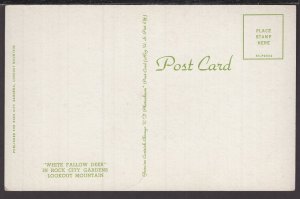 Tennessee White Fallow Deer in Rock City Gardens Lookout Mountain - Chrome