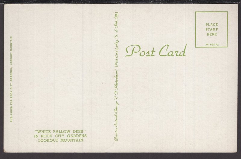 Tennessee White Fallow Deer in Rock City Gardens Lookout Mountain - Chrome