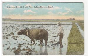 Cultivating Rice Field Water Buffalo Hawaii 1910c postcard